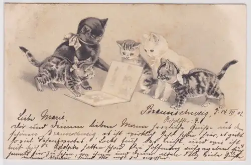 45909 Präge Ak 5 Katzen schauen ein Bilderbuch an 1902