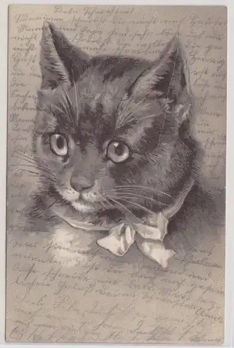 51697 Präge Ak niedliche Katze mit Halsband 1902