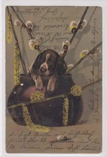 59523 Humor Ak Hund sitzt in Vase mit Weidenkätzchen 1905