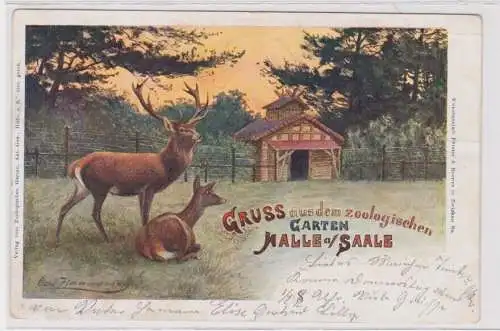 907051 AK Gruss aus aus dem zoologischen Garten Halle an der Saale 1904
