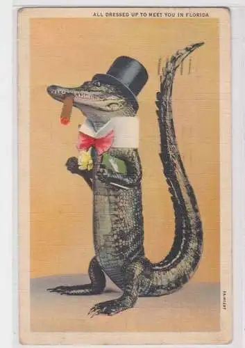 907406 Ak All dressed up to meet you in Florida, Krokodil mit Zigarre & Zylinder