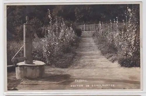 93004 Foto AK Taucha - Malven im Schulgarten 1929