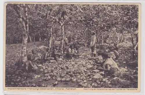 34126 Ak Westafrikanische Pflanzungs-Gesellschaft "Viktoria" Kamerun 1916