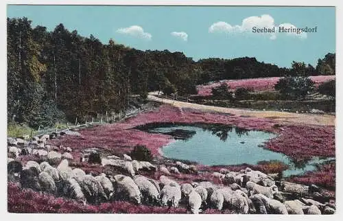 37615 Ak Seebad Heringsdorf - Schafe grasen auf rot gefärbter Koppel 1913
