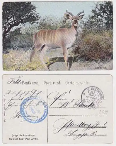 901935 Ak Kudu Antilope Deutsch Süd-Westafrika Namibia Stempel Keetmanshoop 1906