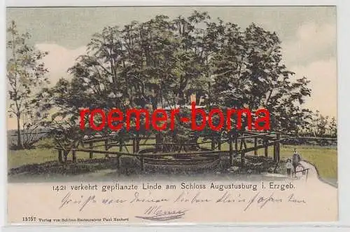 69339 Ak 1421 verkehrt gepflanzte Linde am Schloss Augustusburg i.Erzgeb. 1905