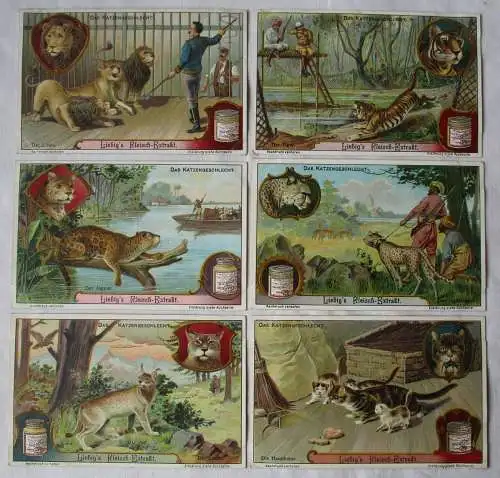Liebigbilder Serie Nr. 878 Das Katzengeschlecht Jahrgang 1913 (7/151873)