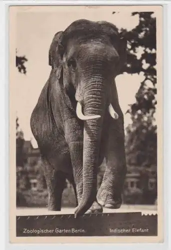 96717 Ak Zoologischer Garten Berlin indischer Elefant um 1940
