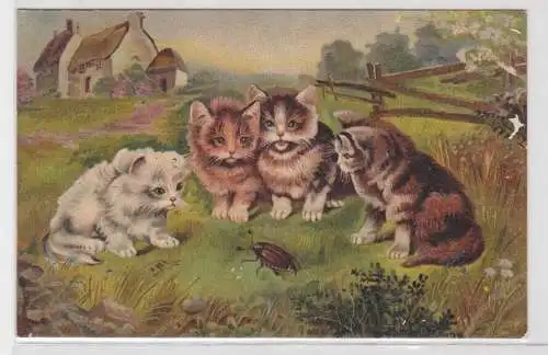 18886 Ak 4 Katzenkinder und Maikäfer auf Wiese 1908