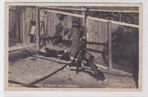 42649 Ak Pelztierfarm Inselsberg Cabarz 4 Monate alte Jungfüchse um 1930