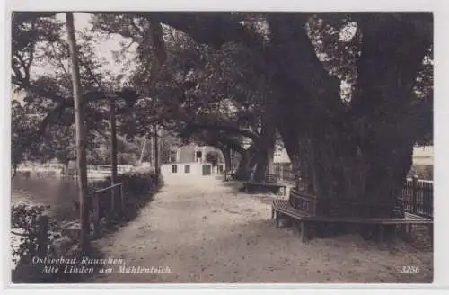 13912 Foto AK Ostseebad Rauschen (Svetlogorsk) - Alte Linden am Mühlenteich