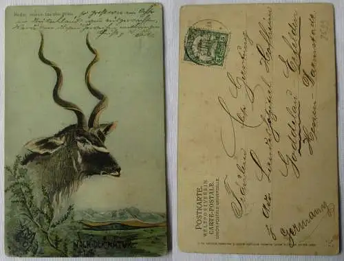 16893 Ak Kudu Deutsch Süd West Afrika Stempel Karibib 1908