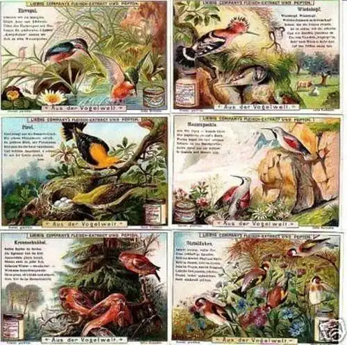 Liebig Serie kpl. 6 Sammelbilder "Aus der Vogelwelt" 36