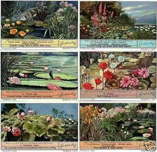 Liebig Serie kpl. 6 Sammelbilder "Flora Acquatica" i