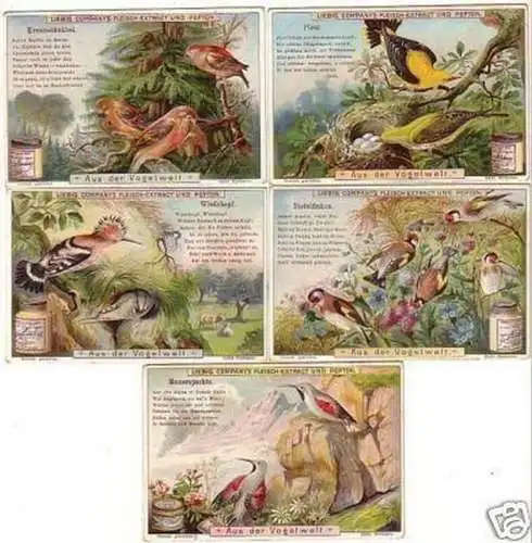 Liebig Serie 5 Sammelbilder "Aus der Vogelwelt" 18