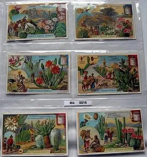 Liebigbilder Serie 730 Kakteen, komplett 1908 (1/6516)