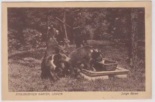 04030 Ak zoologischer Garten Leipzig - junge Bären um 1920