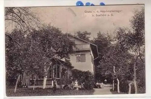 54744 Ak Gruß von der Hopfenplantage bei Saalfeld 1909