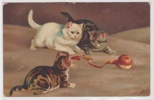 10185 Ak 3 niedliche Katzen spielen mit Apfel 1917