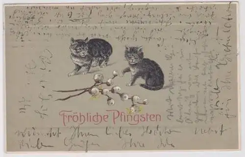 30596 Fröhliche Pfingsten Ak 2 Kätzchen und Zweig Weidenkätzchen1909