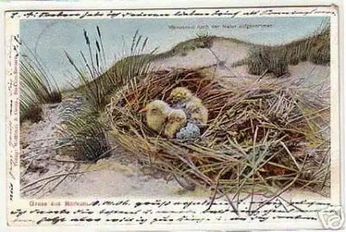 09937 Ak Gruß aus Borkum Möwennest 1906