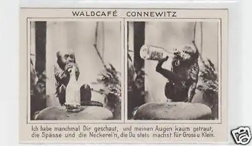 27919 Ak Wald-Café Leipzig-Connewitz mit Affen um 1920