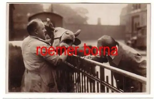 75567 Foto Ak Vieh u. Schlachthof Leipzig: Ärztl. Untersuchung um 1940