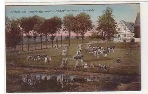 37533 Ak Gruß aus Pilsdorf bei Sayda Viehweide um 1910