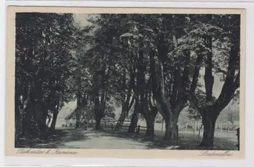 99049 Ak Piskowitz bei Kamenz Lindenallee um 1930