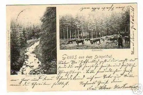 schöne Ak Gruss aus dem Spiegelthal Kuhherde 1905