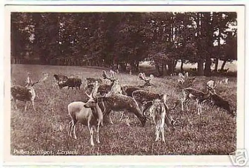 02678 Ak Putbus auf Rügen Tierpark um 1940