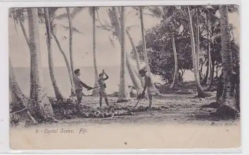 87245 Ak Fiji Costal Scene Kokusnussernte 1907