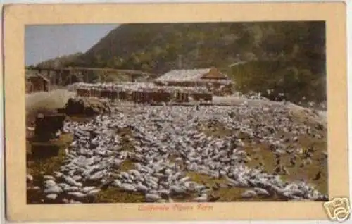 12497 Ak Kalifornien Los Angeles Pigeon-Farm 1910