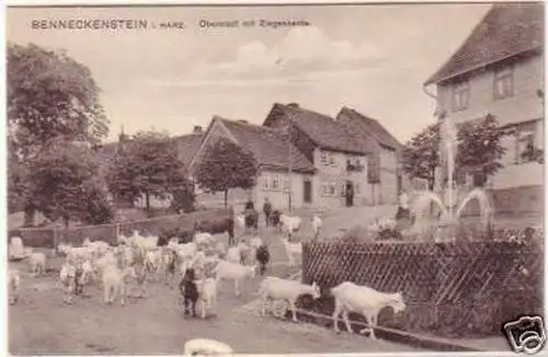 19691 Ak Benneckenstein Oberstadt mit Ziegenherde 1910