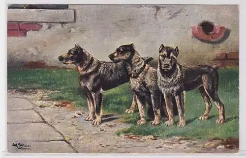 74260 Künstler Ak 3 Hunde um 1910