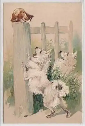 02338 Präge Ak Katze auf Zaun vor 2 Hunden 1904