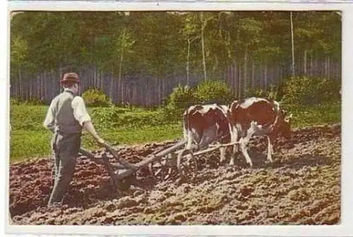 36359 Ak Bauer pflügt mit vorgespannten Kühen 1917