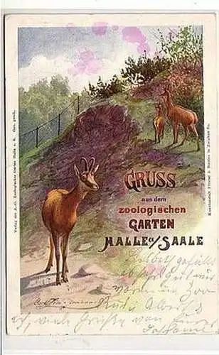 47069 Ak Gruß aus dem zoologischen Garten Halle a.S.1912