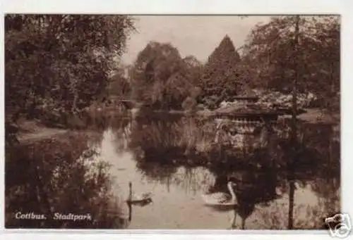 09495 Ak Cottbus Stadtpark mit Schwänen 1932