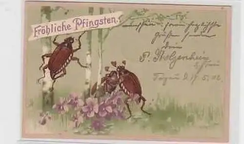 37982 Fröhliche Pfingsten Ak mit 3 Maikäfern 1902