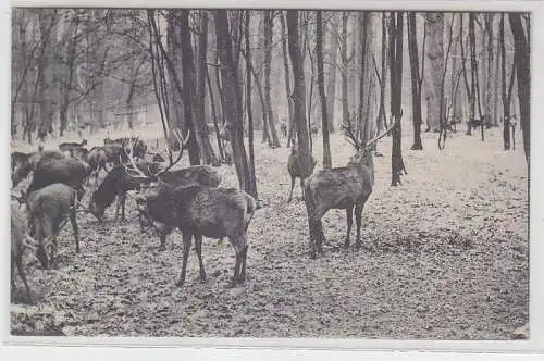 09325 Ak Sieglitzer Berg bei Dessau Hochwild 1911