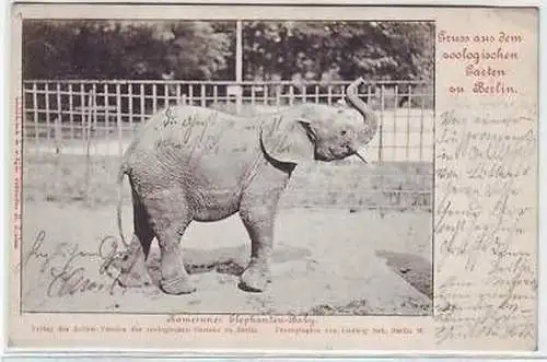 41802 Ak Gruß aus dem zoologischen Garten Berlin 1902