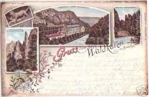 16585 Ak Lithographie Gruß vom Waldkater im Bodethal