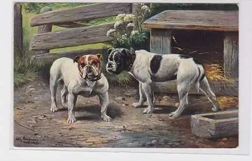 82792 Künstler Ak 2 Hunde Bulldoggen um 1910