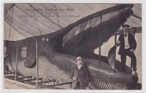 95775 Ak Der größte Walfisch der Welt, 23 Meter lang, gefangen in Norwegen 1901