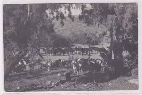 67466 Foto Ak Farm bei Karibib Deutsch Süd-West-Afrika Namibia um 1910