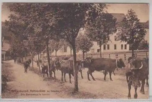 00865 Ak Höhenkurort Hahnenklee im Oberharz um 1930