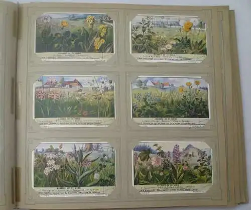 Liebigbilder Niederlande "Bloemen op de Weide" komplett, um 1920 (14/ Di 0303y)