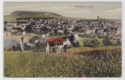 95561 Ak Annaberg im Erzgebirge Bauer beim pflügen auf Feld mit Rindern 1910