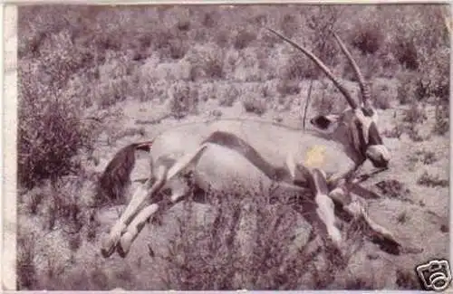 21353 Ak DSWA erlegte Spiessbock Antilope um 1905